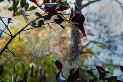 Webs-DSC_5616