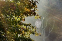 Webs-DSC_5648