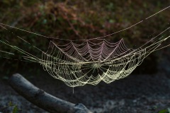 Webs-DSC_6893t