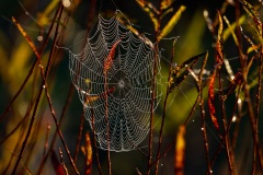 Webs-DSC_6896