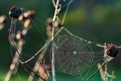 Webs-DSC_6902