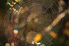 Webs-DSC_6909