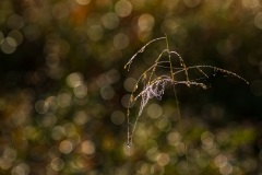 Webs-DSC_6966