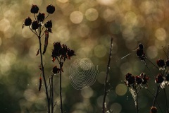 Webs-DSC_6979
