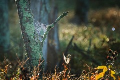 Webs-DSC_6988