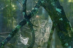 Webs-DSC_6998