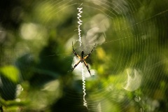 Webs-DSC_8678