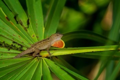 Wildlife
