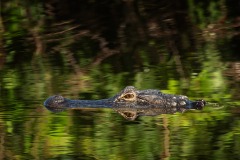 Alligator_9715