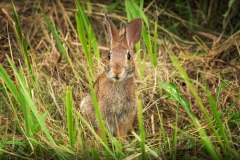 Eastern-Cottontail_2061