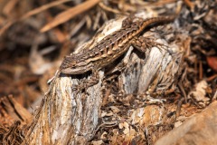 Grand-Canyon-Lizard_6437