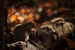 Grey-Squirrel_7097
