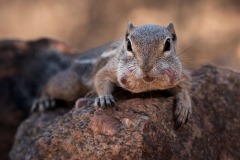 Harris-Antelope-Ground-Squirrel_6232