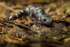 Marbled-salamander_5981