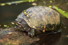 Mud-Turtle_1999