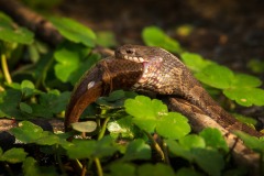 Northern-water-snake-with-fish_0344