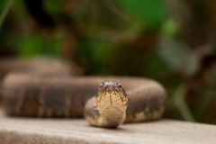 Northern-water-snake_0028
