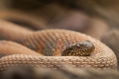 Northern-watersnake_9943