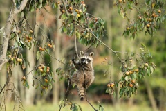 Raccoon-in-a-Persimmon-Tree