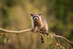 Raccoon_5747