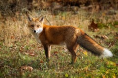 Red-Fox_7216