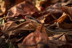 Ribbon-Snake_7350-Edit