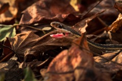 Ribbon-Snake_7357