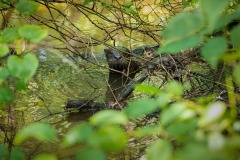 River-Otter_0789