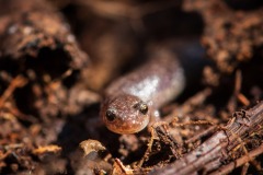 Salamander_9523