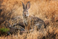 Western-Cottontail_6467