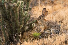 Western-Cottontail_6474