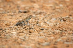 Whiptail-Lizard_6550
