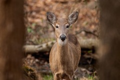 White-tailed-deer_9844-Edit-b