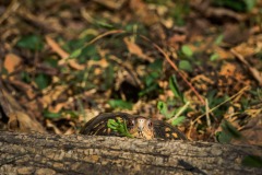Woodland-Box-Turtle-24