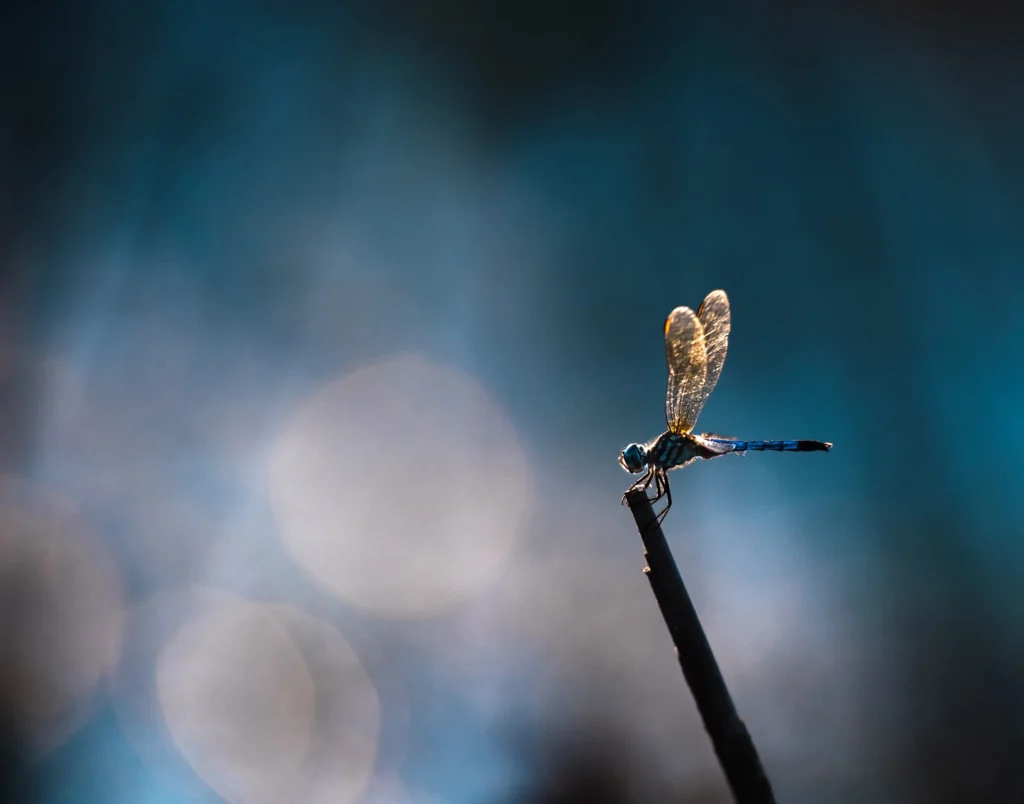 A backlit dragonfly.