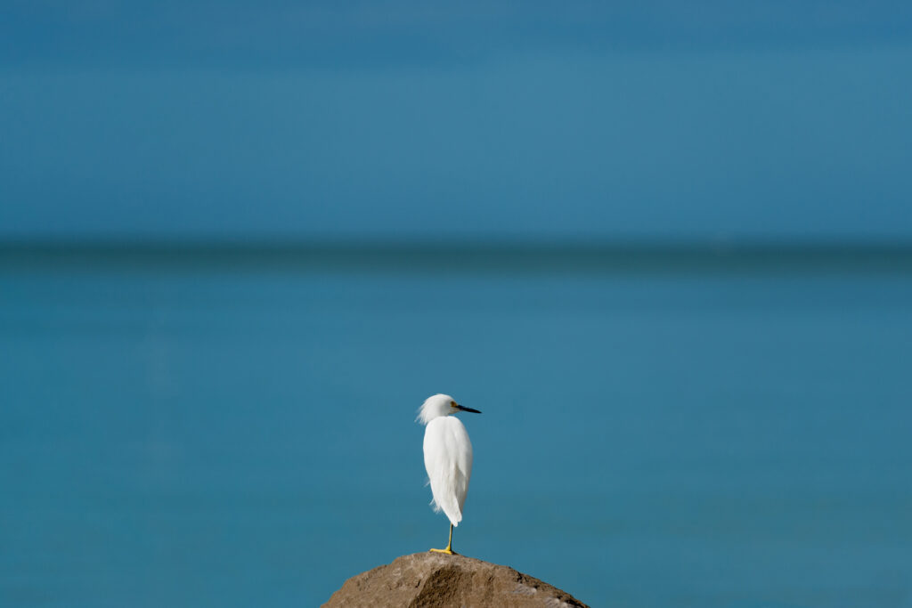Egret standing on a rock taking in the beach view.