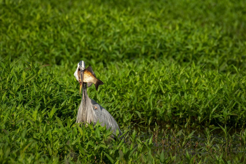 A Great Blue Heron with a large fish in its mouth.
