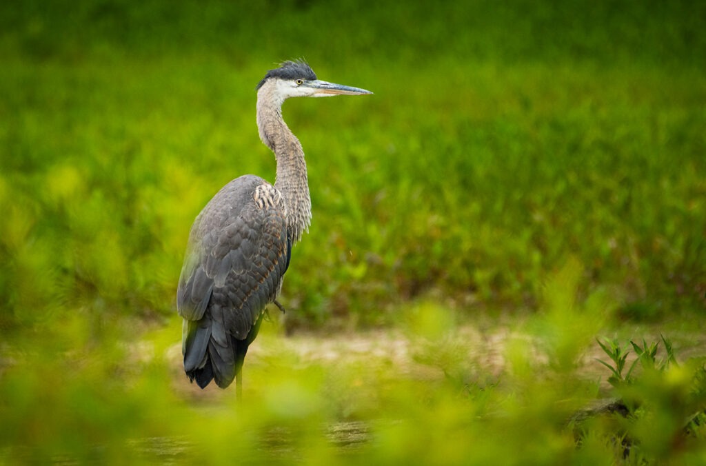 A Great Blue Heron standing on one leg taking a break from hunting.