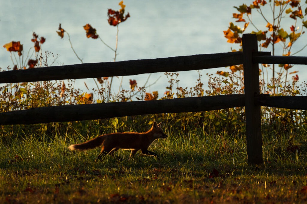 Red Fox (Vulpes vulpes) moving along a fence line at dusk. 