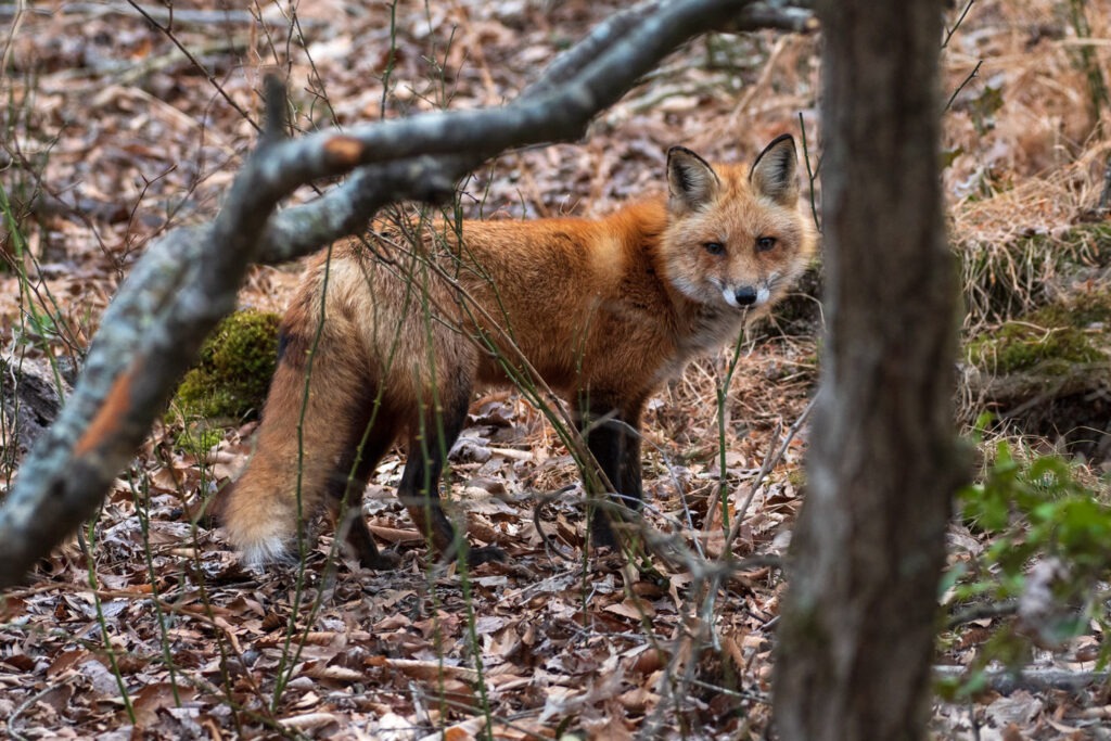 Red fox keeping a watchful eye on me.