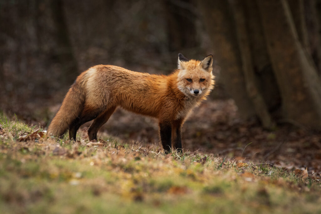 Red fox (Vulpes vulpes)