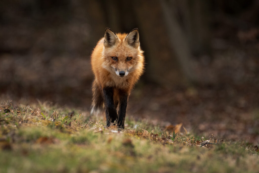 Red fox (Vulpes vulpes)
