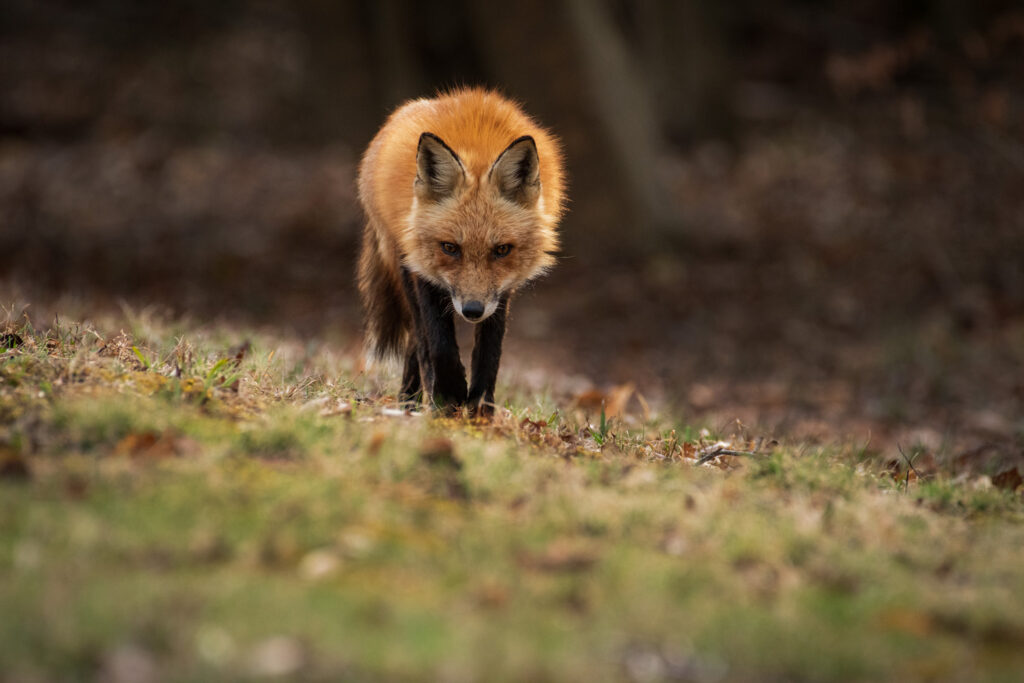 Red fox (Vulpes vulpes)