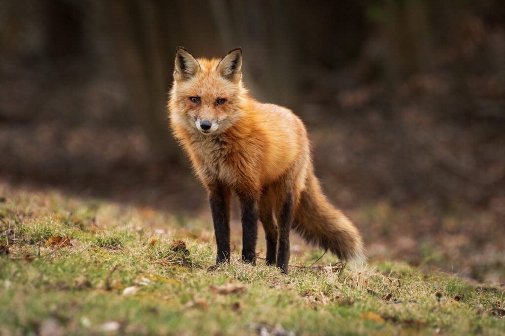 Red fox (Vulpe vulpes)