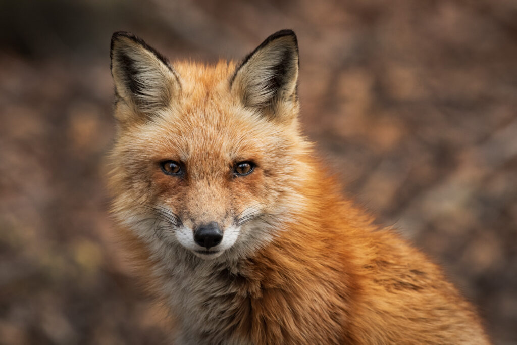 Red fox (Vulpes vulpes)