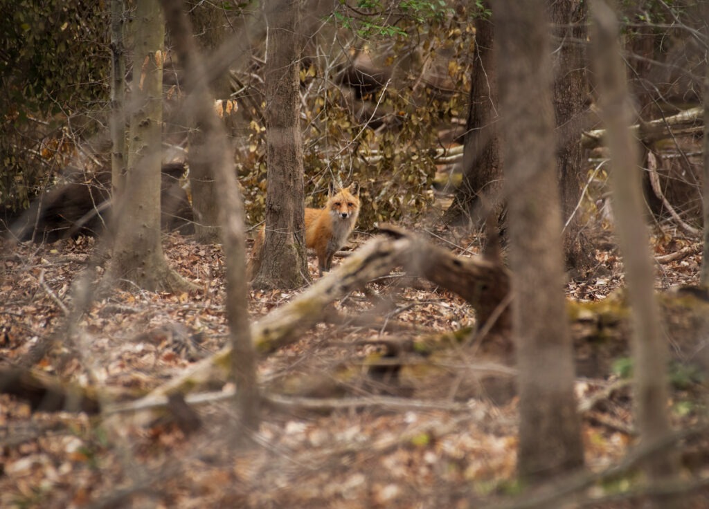 A red fox (Vulpe vulpes) in the distance.