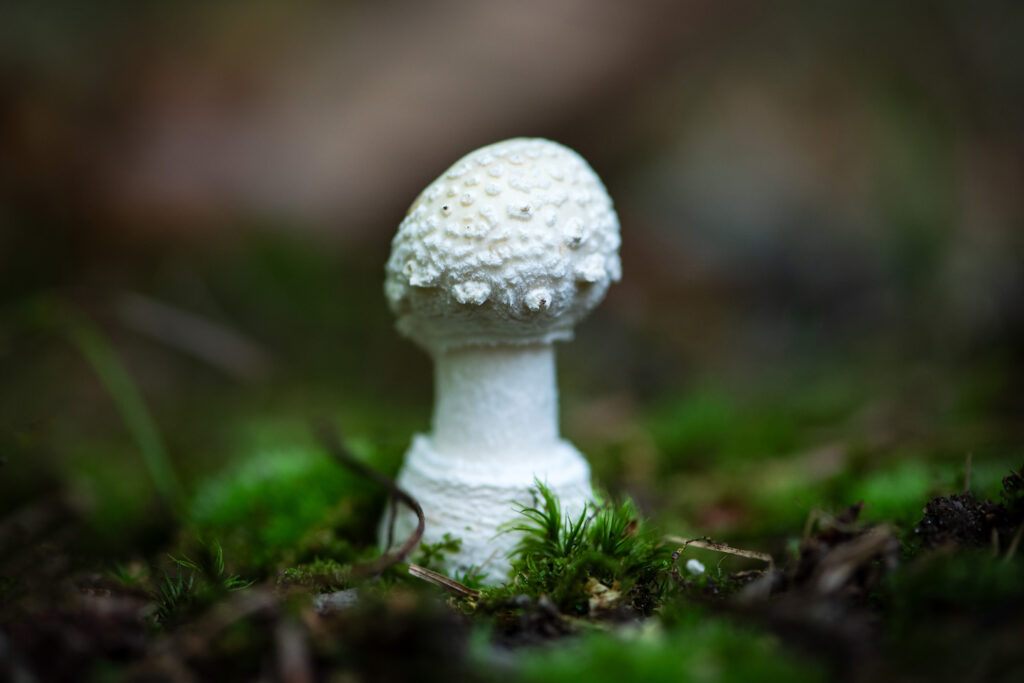 Wild mushroom photographed at Mason Neck State Park in northern Virginia.