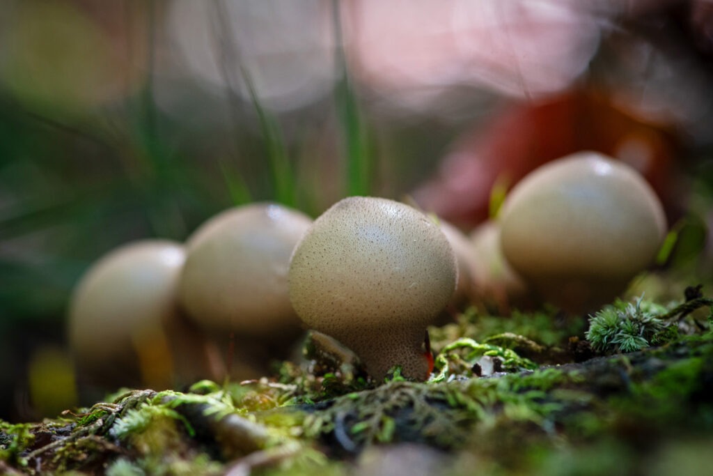 Mushroom (Pear puffball) photographed at Mason Neck State Park in northern Virginia.