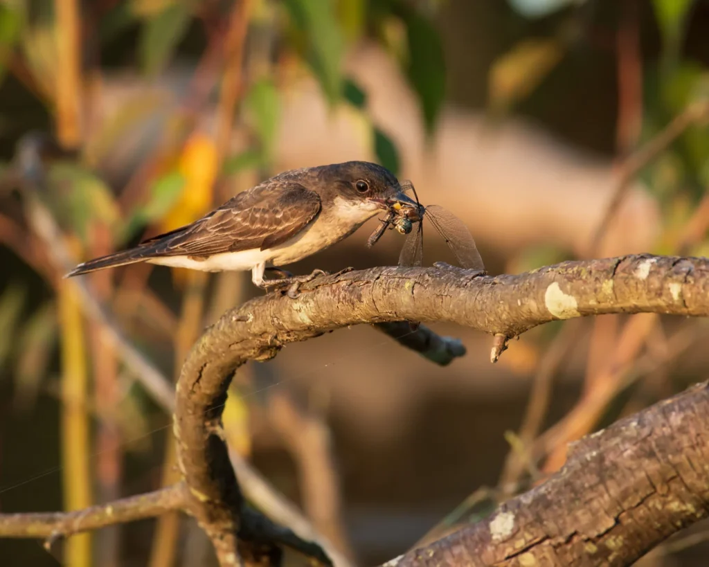 Eastern Kingbird captured a dragonfly in mid-air.