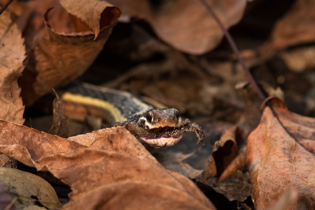 Ribbon snake with a frog in its mouth.